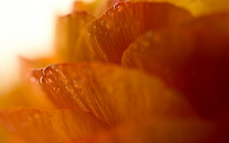 Close-up of Orange Flower — Warm, Sunset