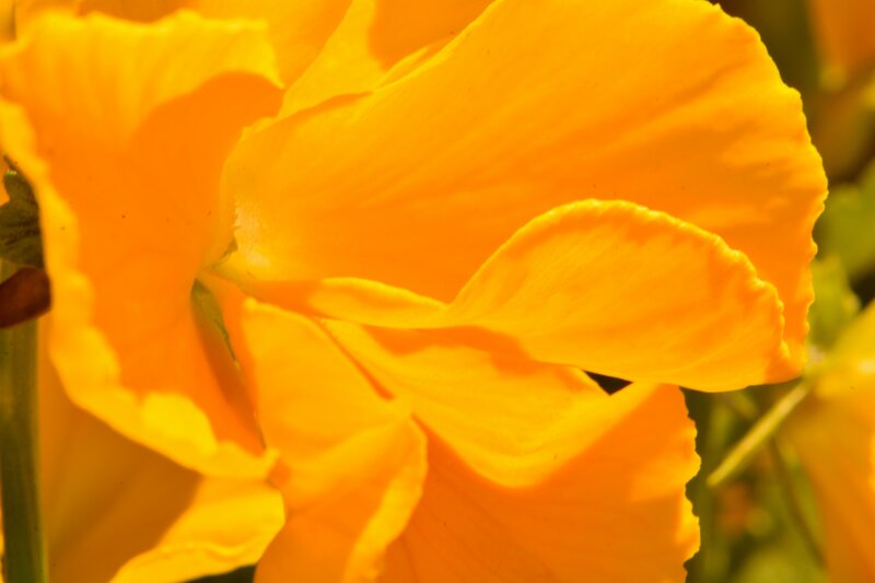 Close-up of Orange Flower — Warm