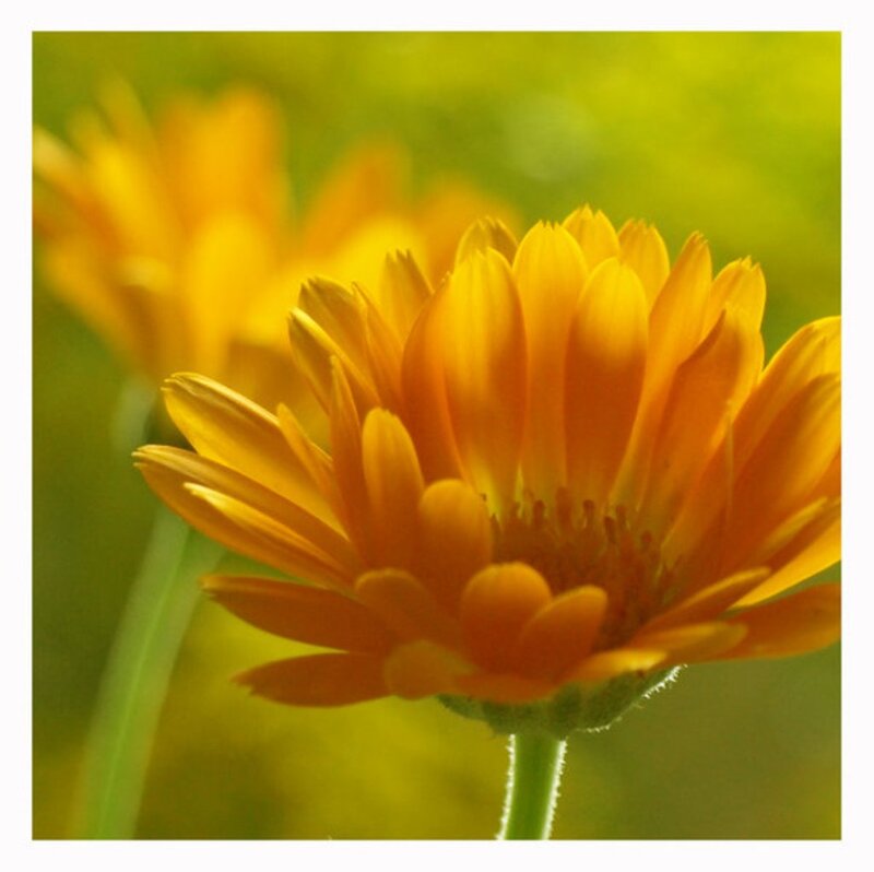 Close-up of Orange Flower — Yellow