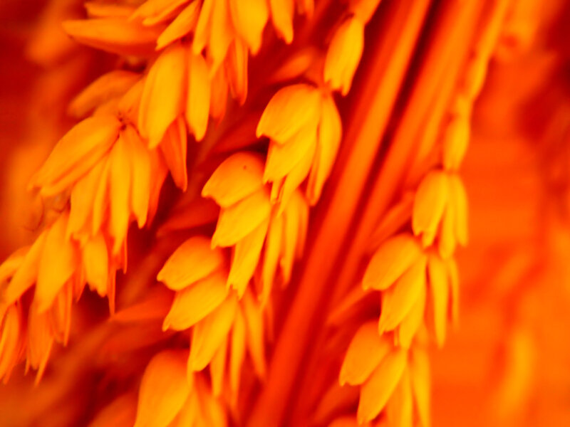 close-up of orange flowers