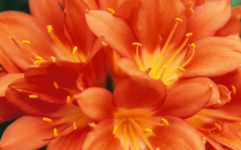 Close-up of orange flowers