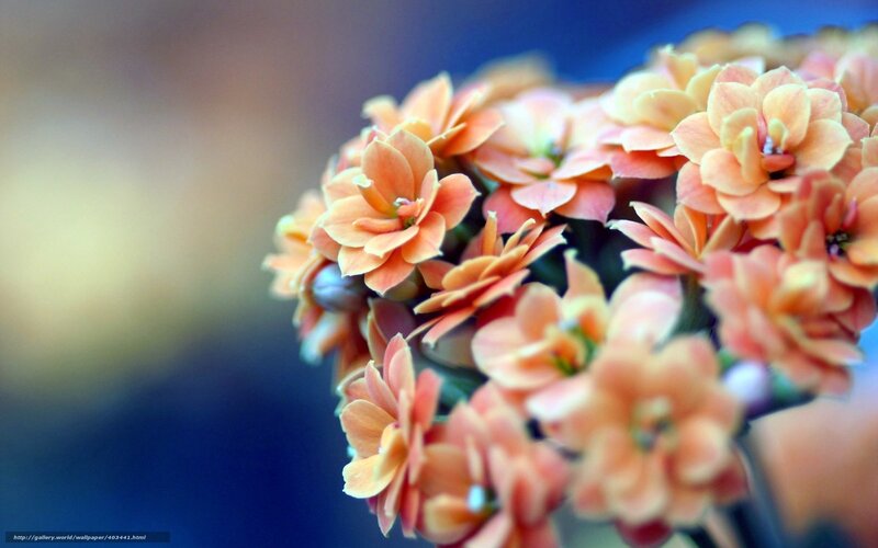 Close-up of orange flowers