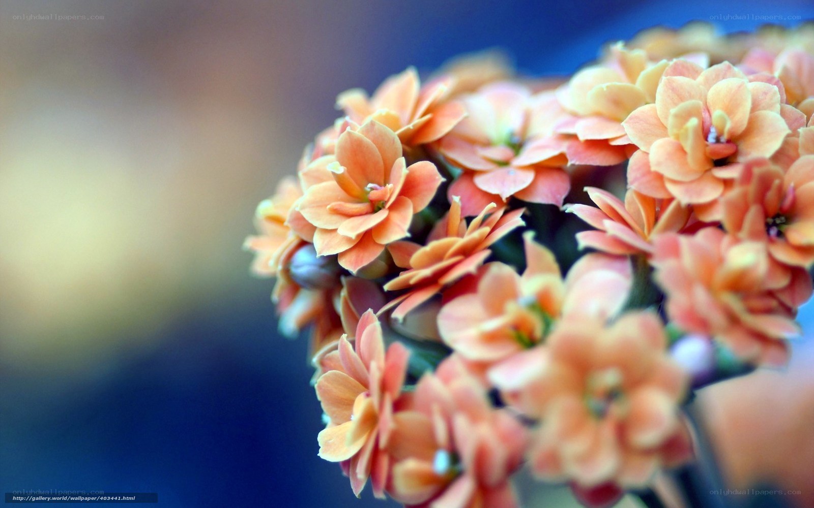 Close-up of orange flowers