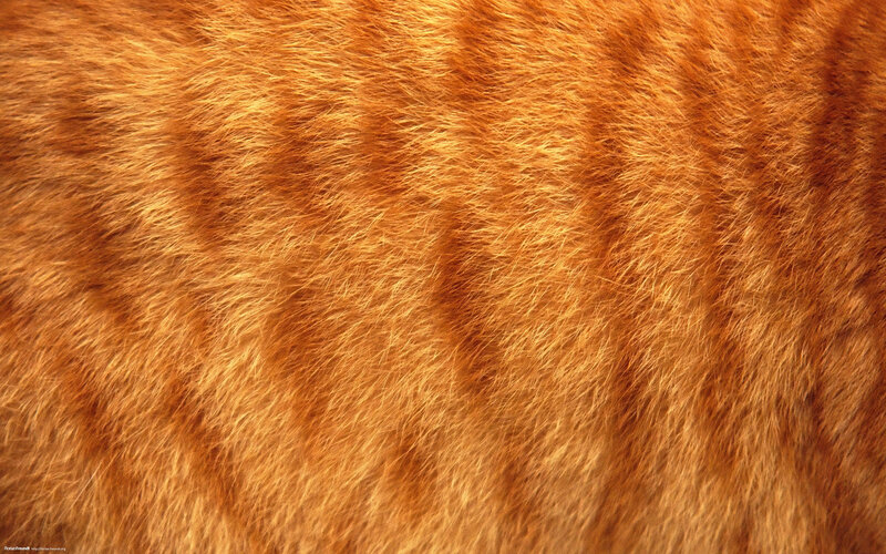 close-up of orange fur