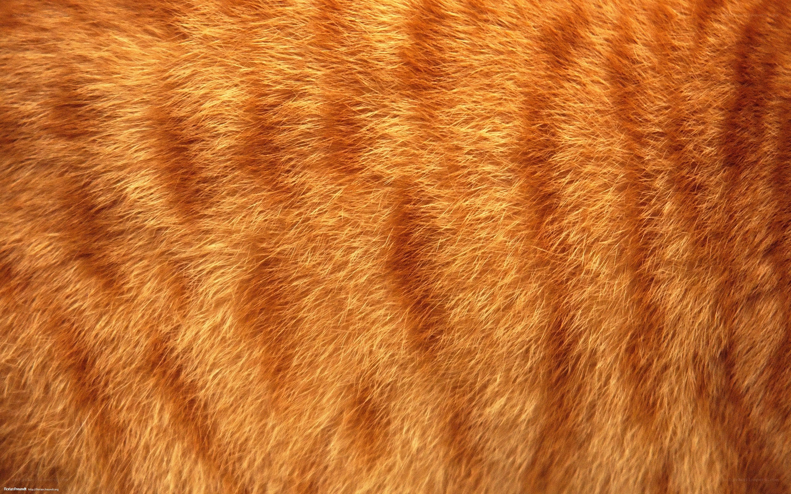 close-up of orange fur