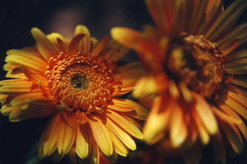 Close-up of orange gerbera daisies