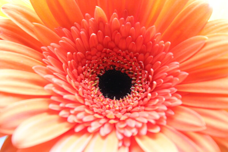 Close-up of Orange Gerbera