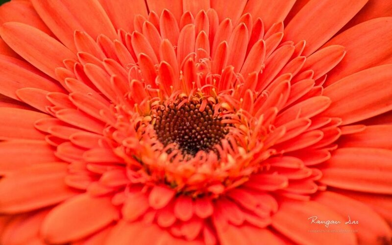 Close-up of Orange Gerbera — Vibrant