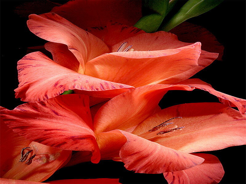 Close-up of orange gladiolus flowers