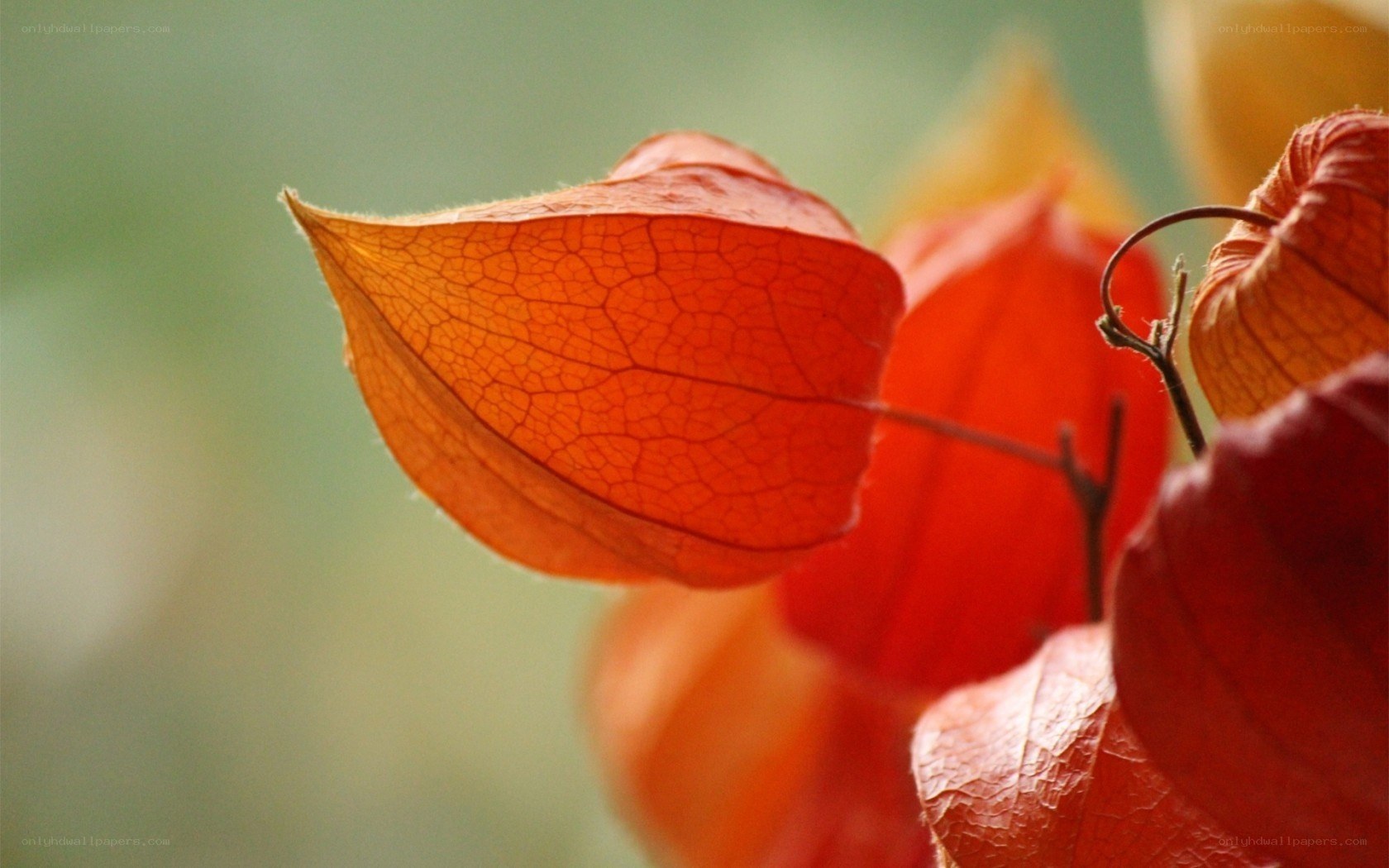 Close-up of orange lantern flowers