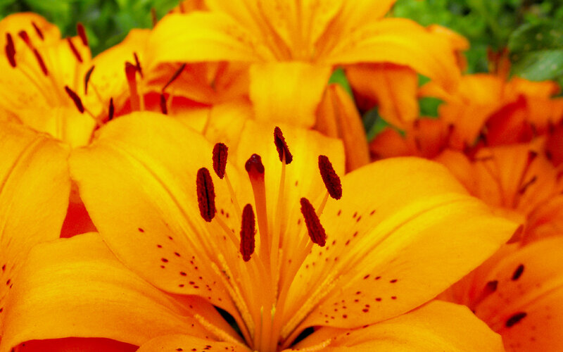 Close-up of orange lilies