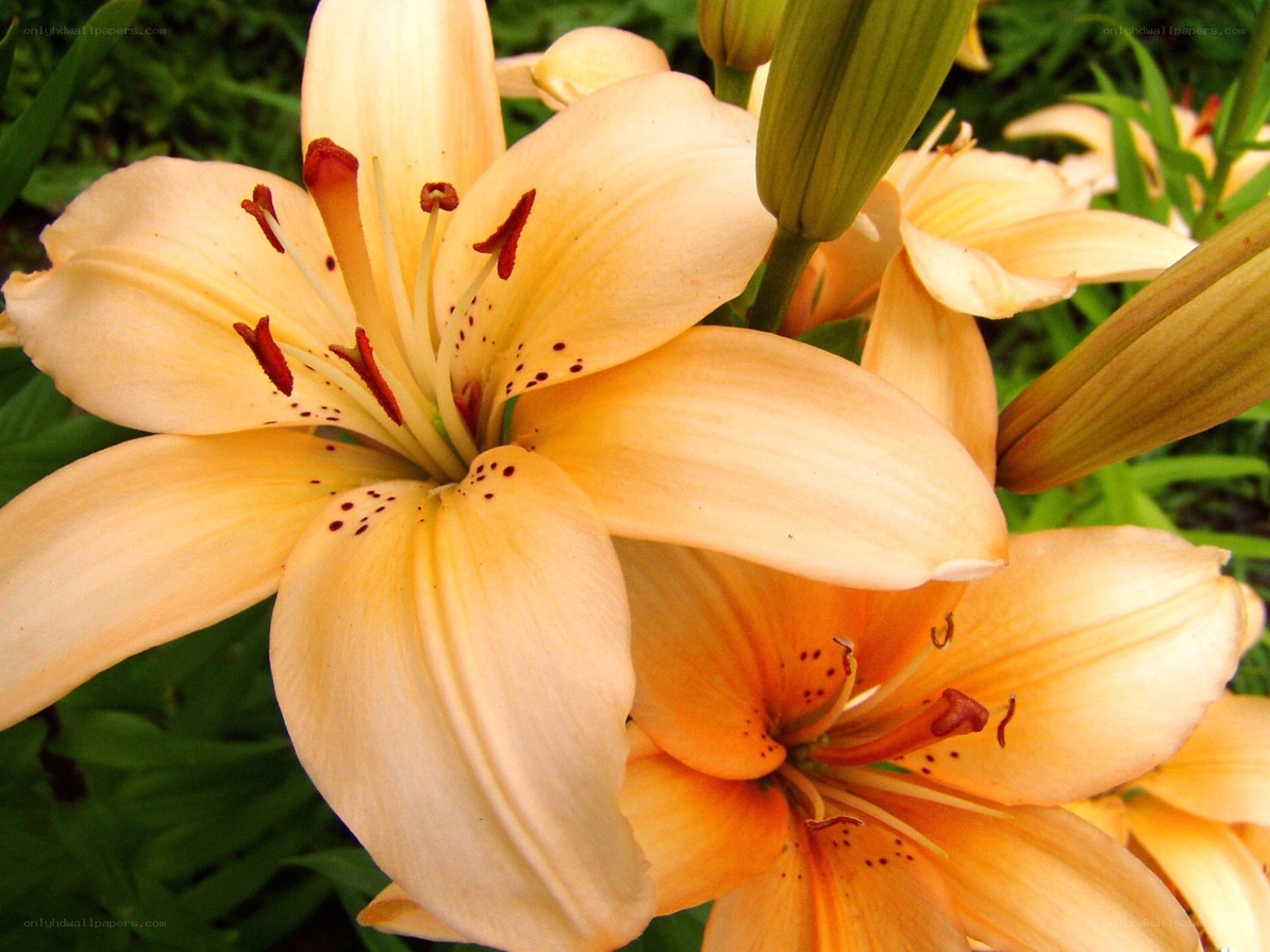 Close-up of orange lilies