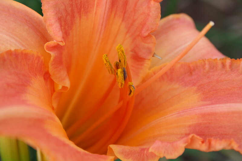 Close-up of Orange Lily — Calm