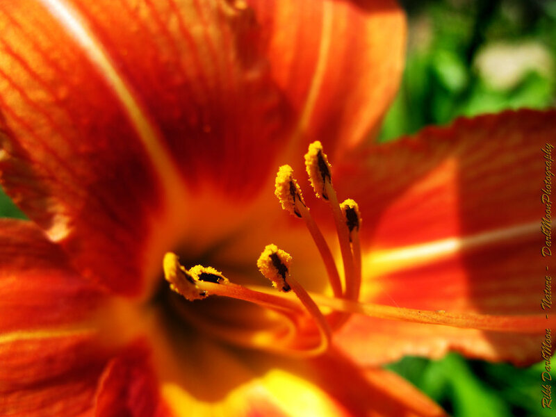 Close-up of Orange Lily