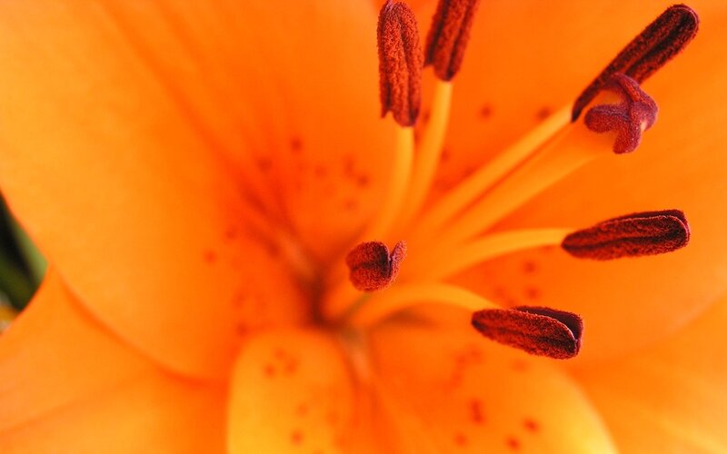 Close-up of Orange Lily — Vibrant, Photograph