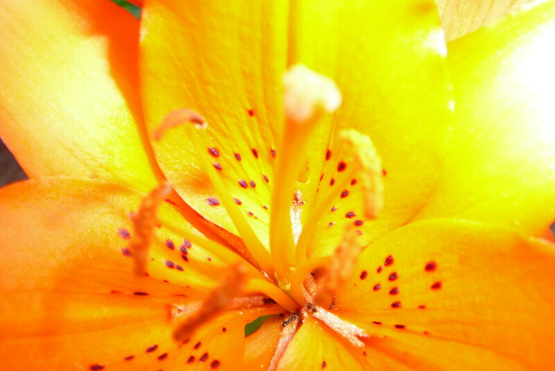 Close-up of Orange Lily — Yellow