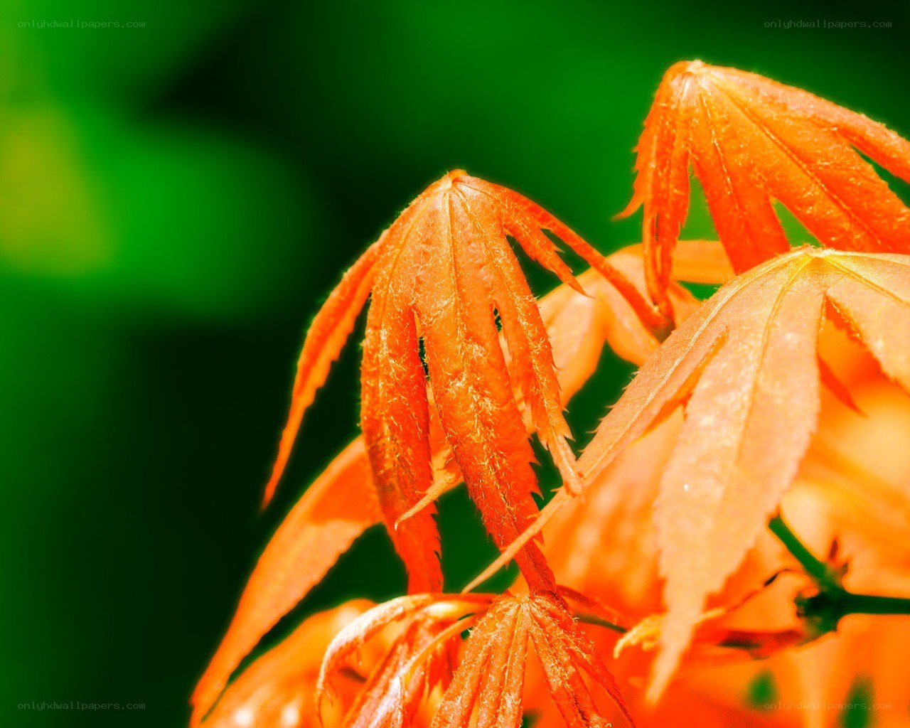 Close-up of orange maple leaves