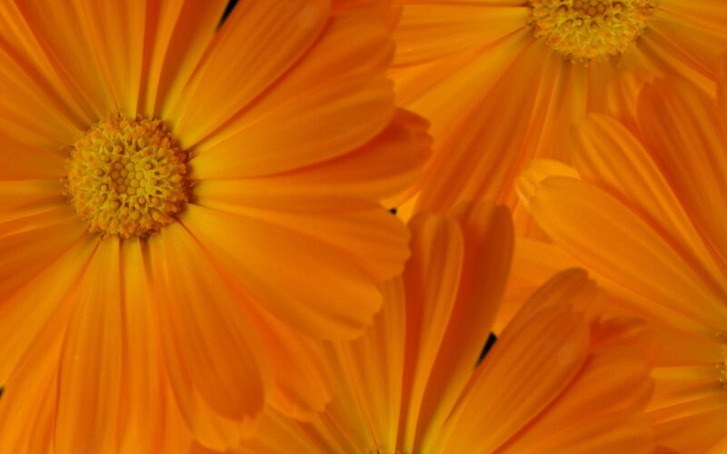 Close-up of orange marigold flowers