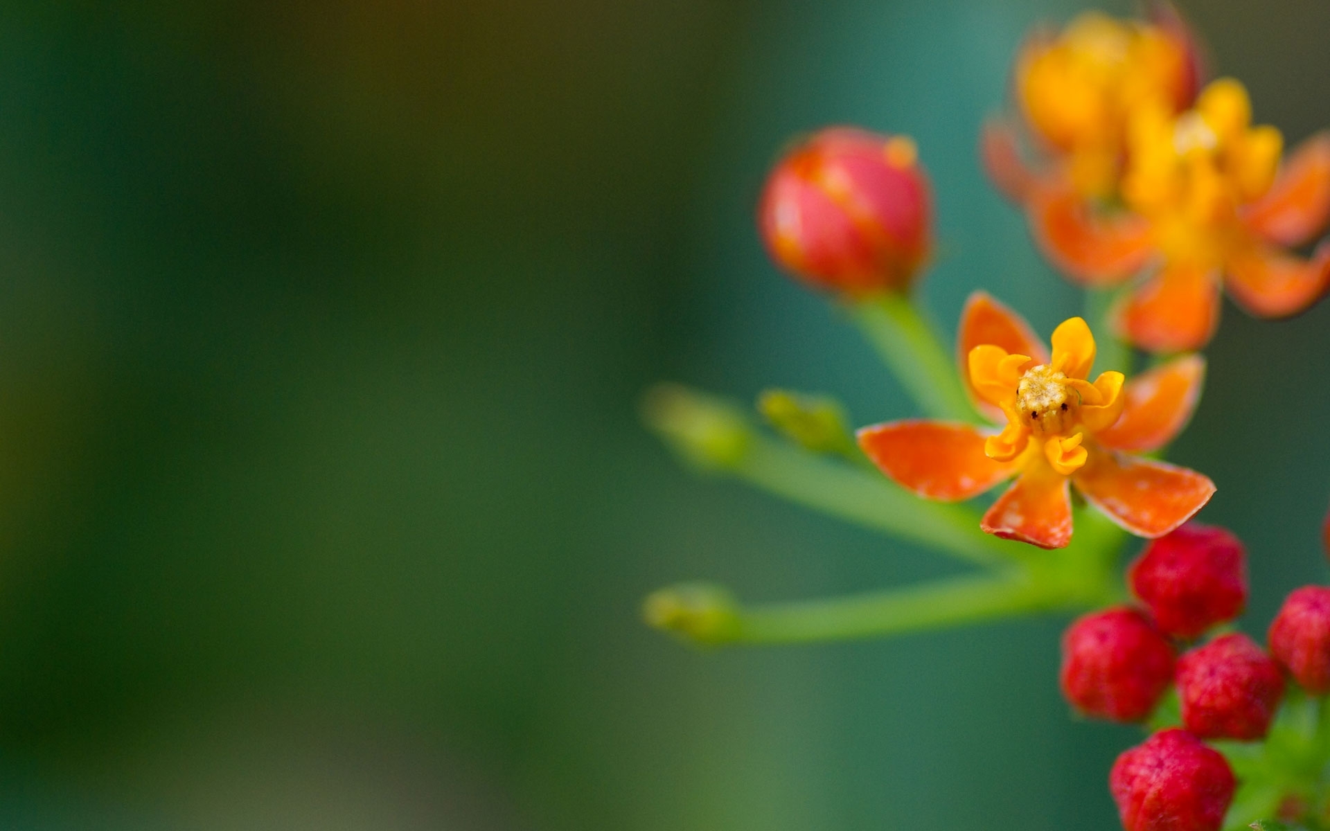 Close-up of orange milkweed flowers