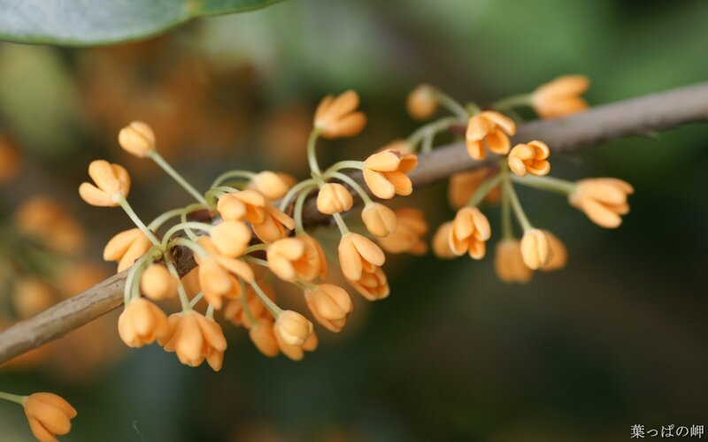 Close-up of orange osmanthus flowers