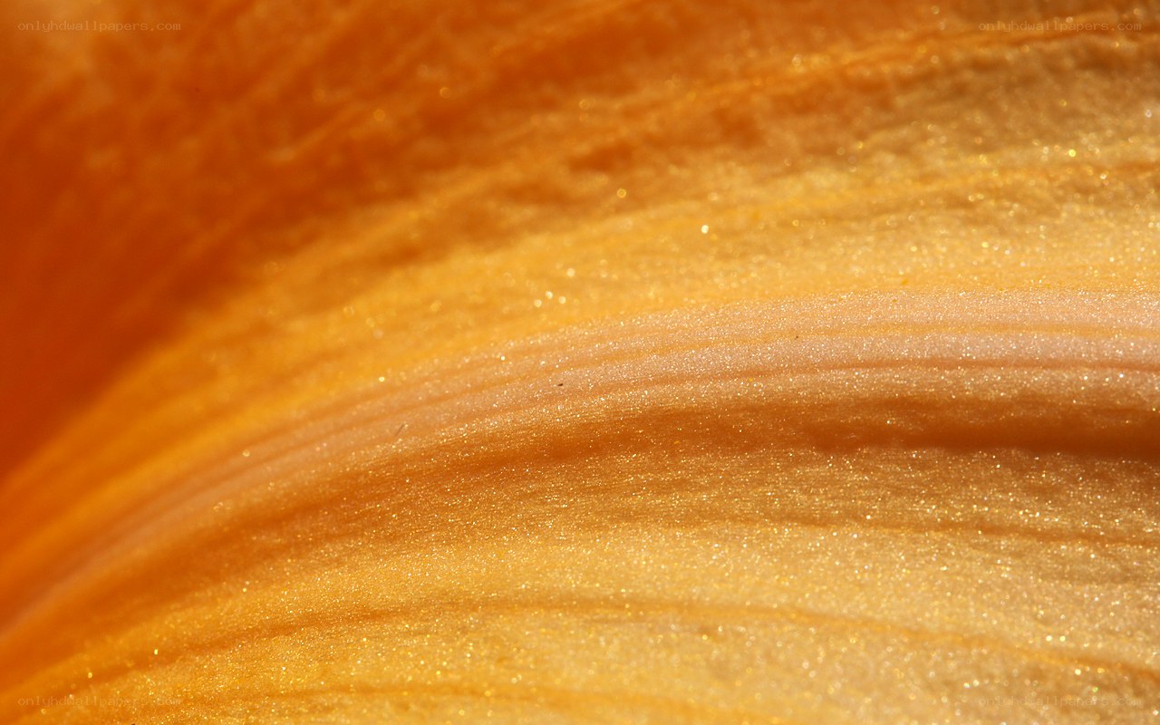 close-up of orange petal texture