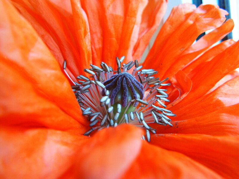 Close-up of Orange Poppy