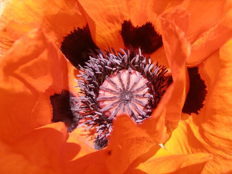 Close-up of Orange Poppy — Vibrant