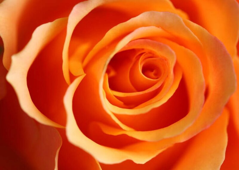 Close-up of Orange Rose — Calm