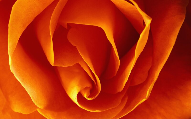 Close-up of Orange Rose — Dramatic, Photograph, Petals