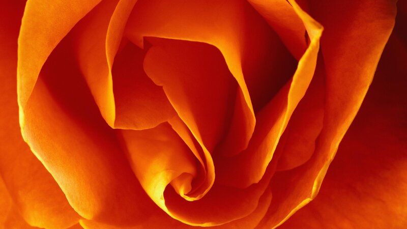 Close-up of Orange Rose — Dramatic, Photograph