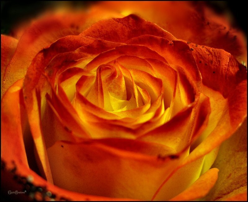 Close-up of Orange Rose — Dramatic