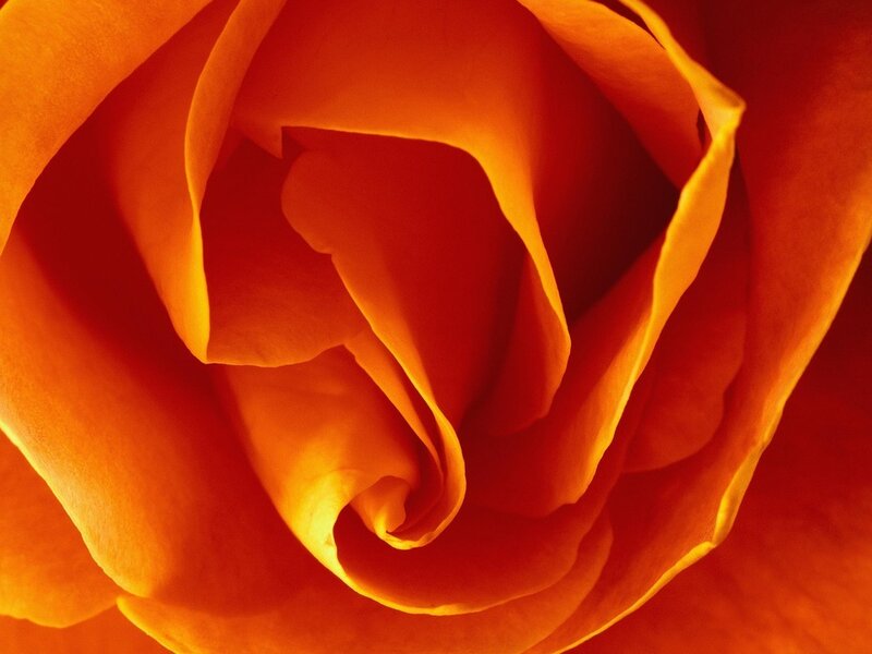 Close-up of Orange Rose — Intense