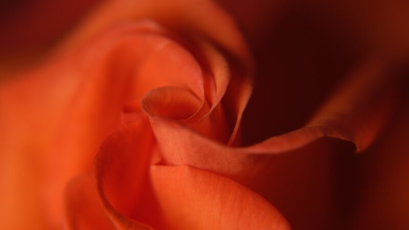 Close-up of Orange Rose — Intimate, Photograph, Petals