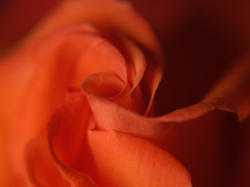 Close-up of Orange Rose — Intimate