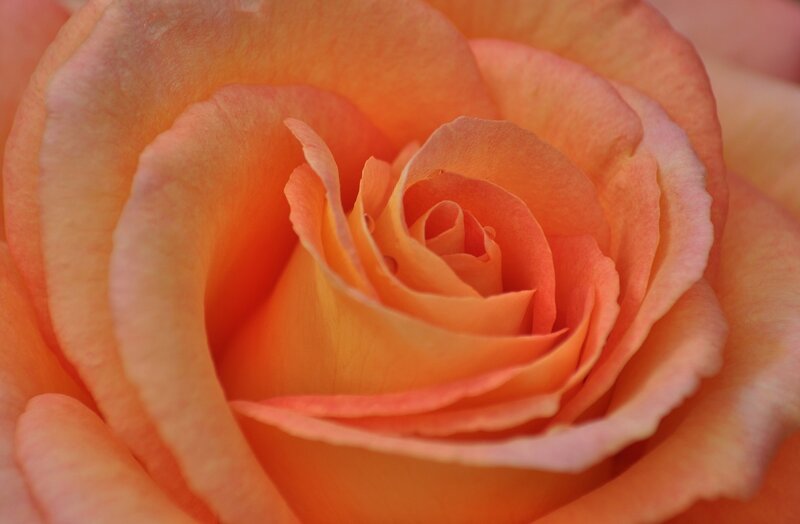 Close-up of Orange Rose — Serene, Photograph, Petals