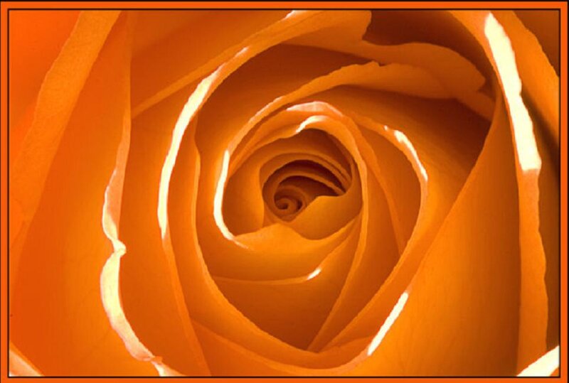 Close-up of Orange Rose — Serene