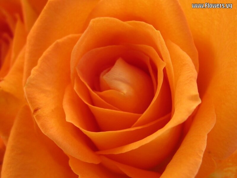 Close-up of Orange Rose