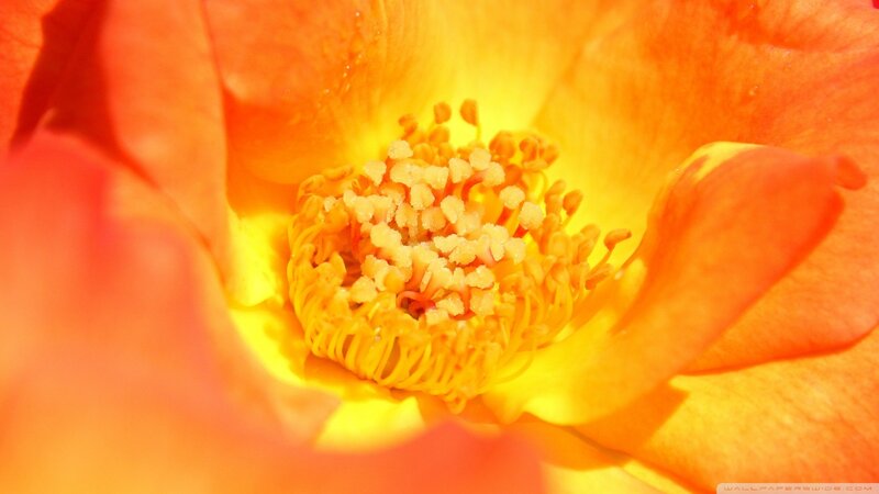 Close-up of Orange Rose — Vibrant