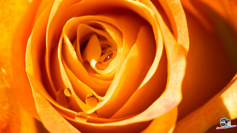 Close-up of Orange Rose — Warm, Afternoon