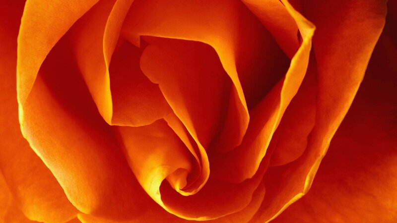 Close-up of Orange Rose — Warm, Photograph, Petals