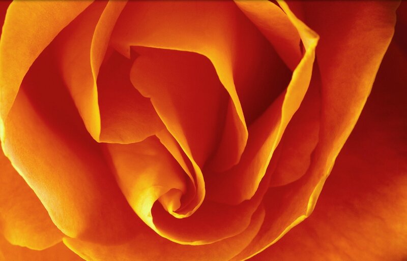 Close-up of Orange Rose — Warm