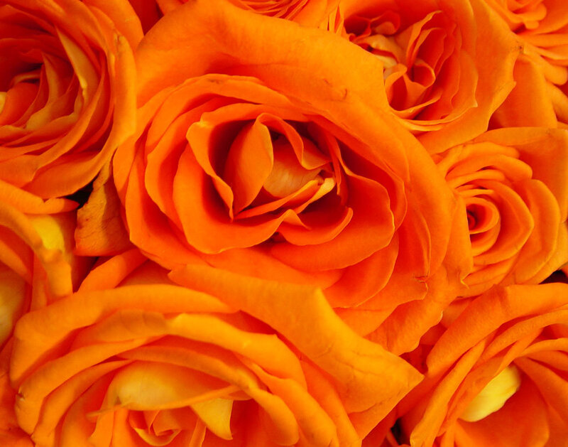 Close-up of orange roses