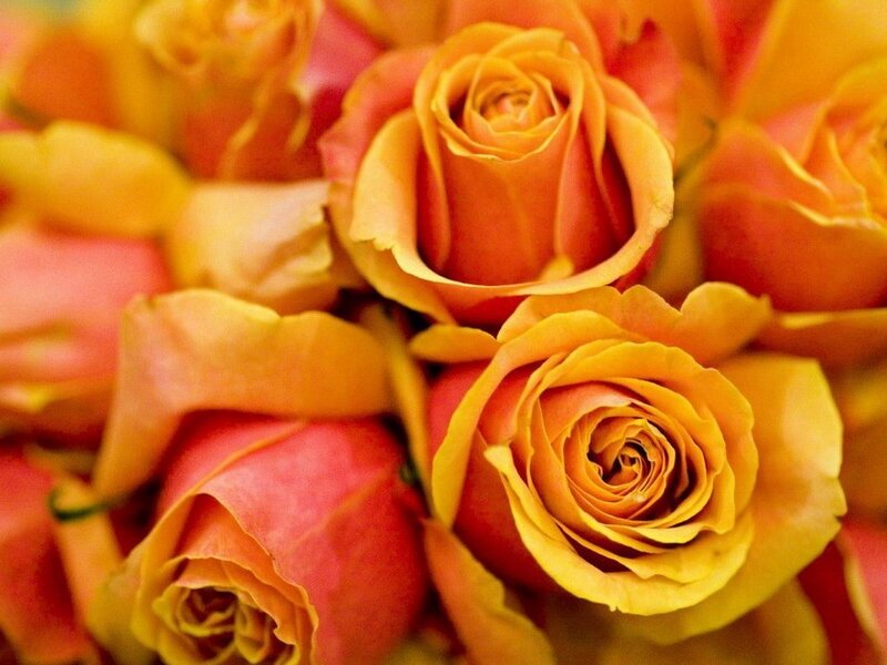Close-up of orange roses