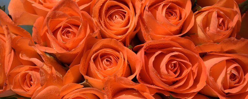 Close-up of orange roses