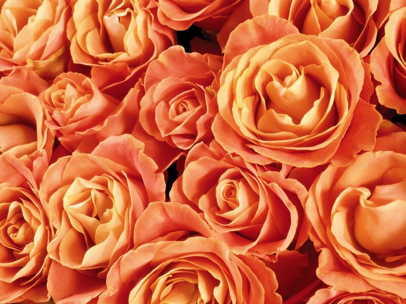 Close-up of orange roses