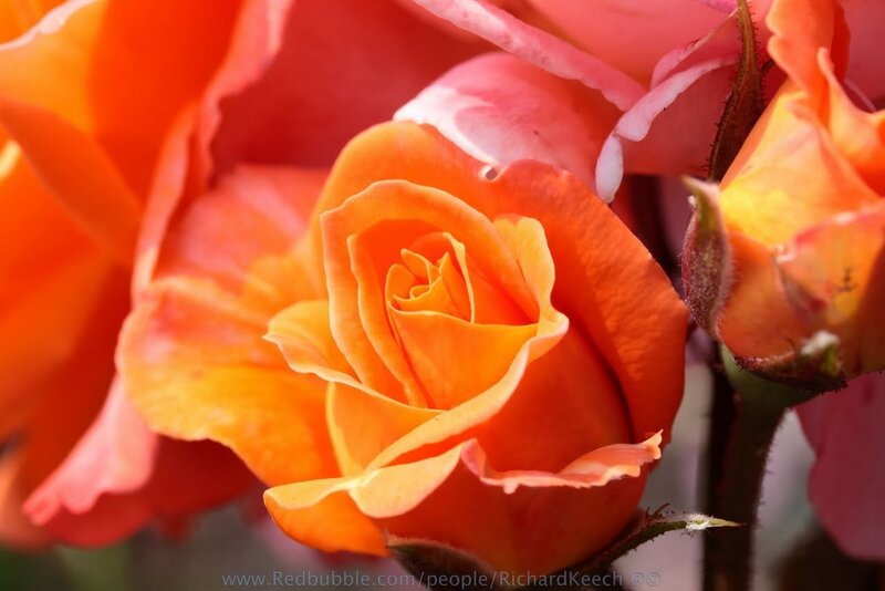 Close-up of orange roses
