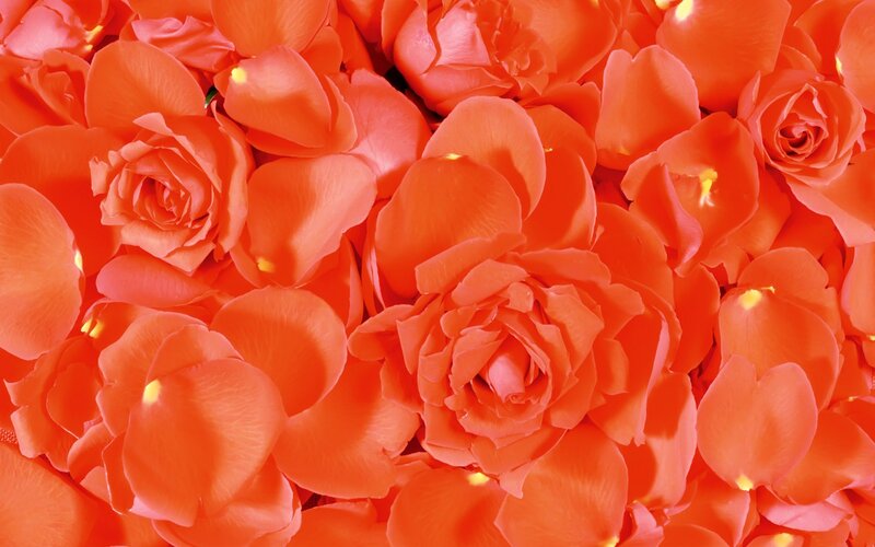 Close-up of orange roses
