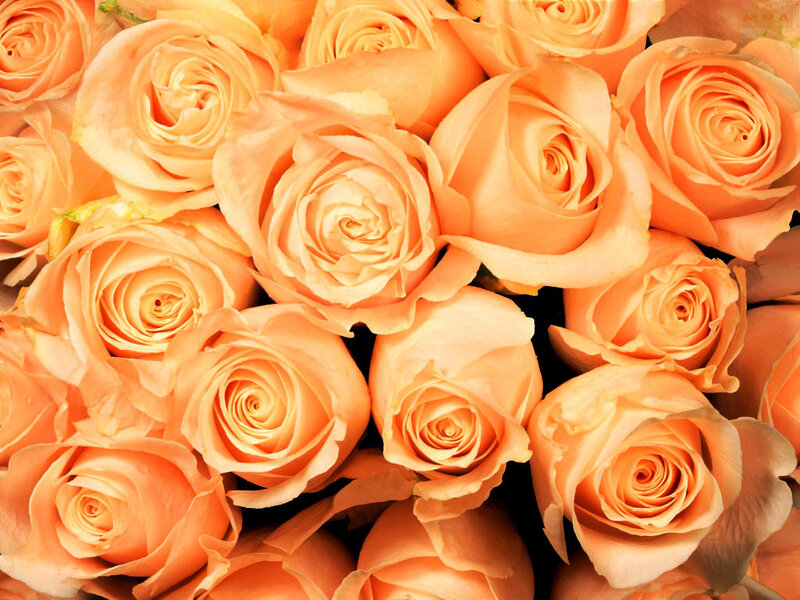Close-up of orange roses