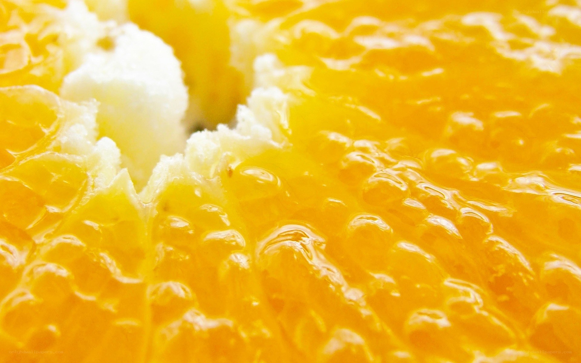 close-up of orange segments
