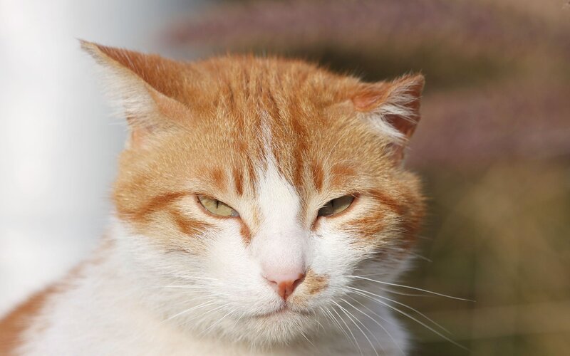 close-up of orange tabby cat